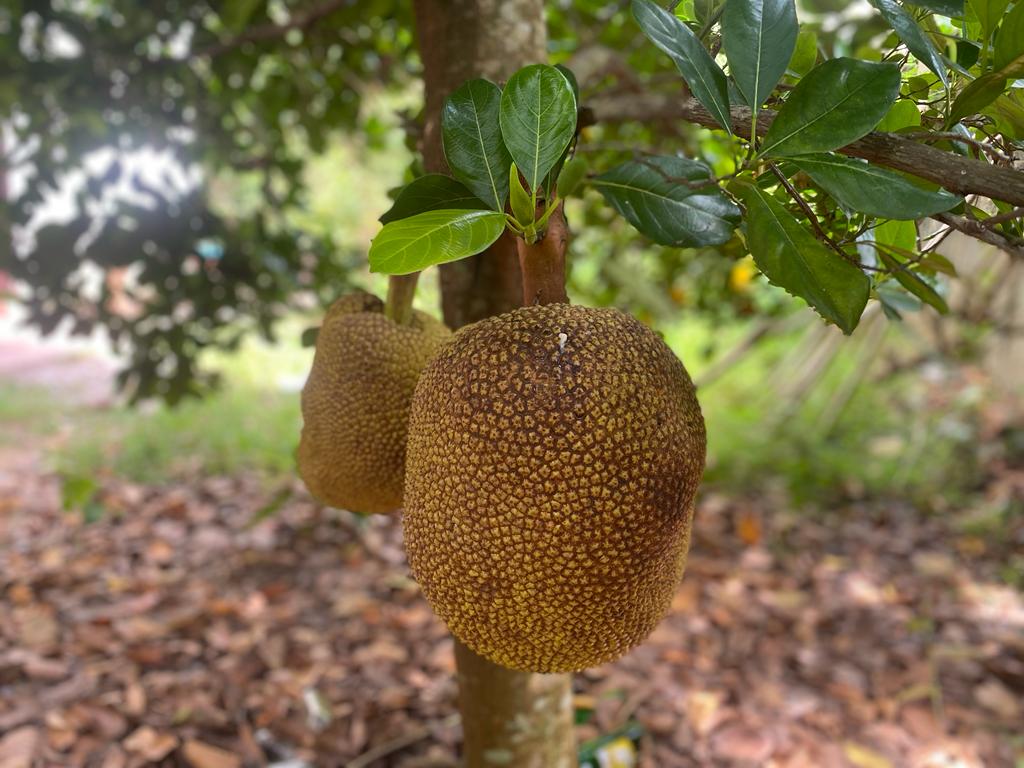 The Jackfruit's Legacy in Florida