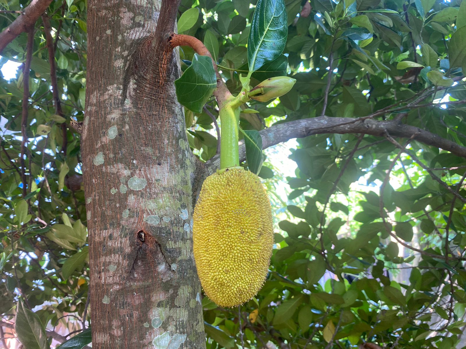 jackfruit young