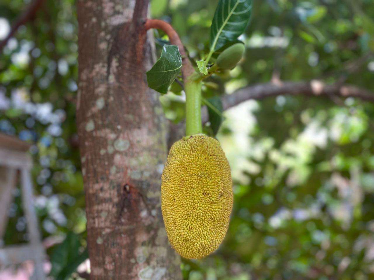 Jackfruit Young: Exploring the Subtle Flavors of Young Jack