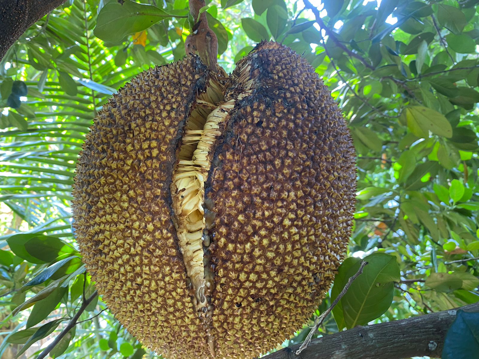 What is jackfruit cracking?