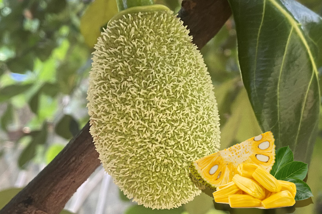 jackfruit nutrition 100g | jackfruit nutrition facts | tropicaltreats.today