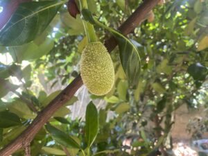 Baby Jackfruit