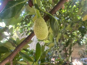 Baby red jackfruit