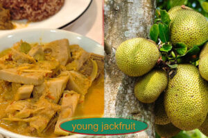 young jackfruit